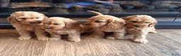 Cockapoo dogs for sale: Cockapoo puppies  - Advert 5