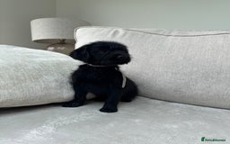 Mixed Breed dogs for sale: 🐾 🧸 *Ready Saturday* Beautiful Doodles 💕🐾 - Image 19
