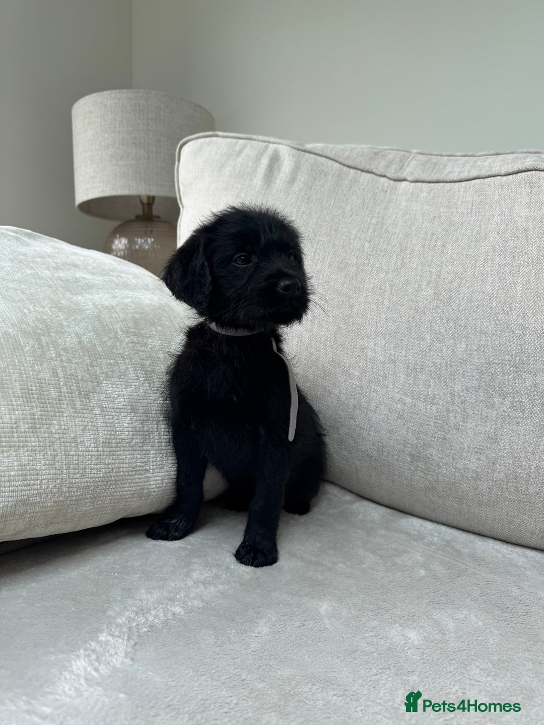 Mixed Breed dogs for sale: 🐾 🧸 *Ready Saturday* Beautiful Doodles 💕🐾 - Image 19