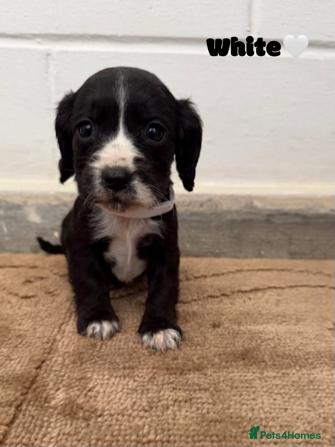 Cocker Spaniel dogs for sale: Beautiful cocker spaniel pups for sale! - Advert 8