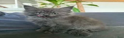 Maine Coon cats for sale: Beautiful Mainecoon kittens  - Advert 3