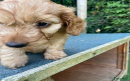 Cockapoo dogs for sale: F1 Health tested Cockapoo Pups - Image 6