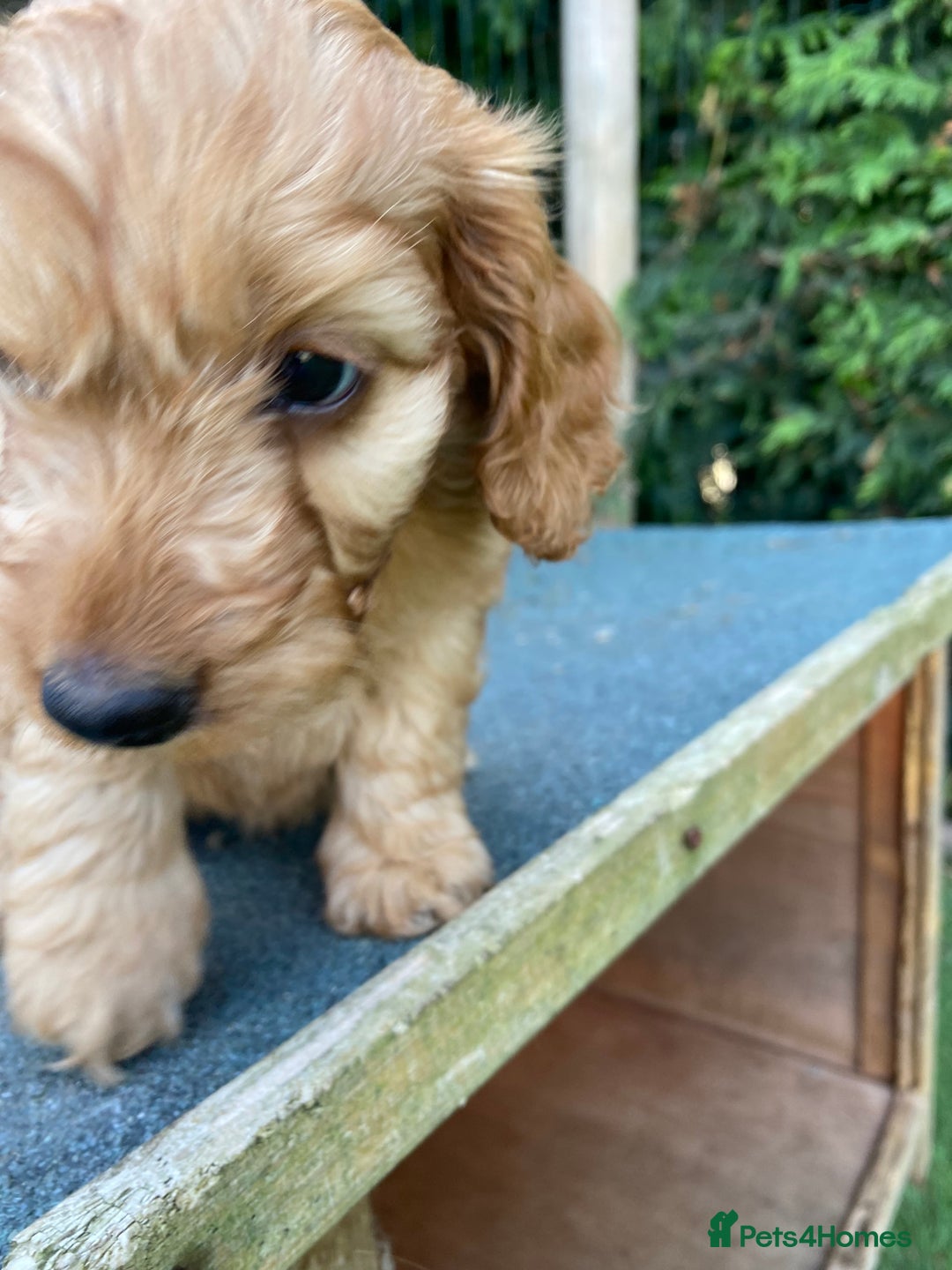 Cockapoo dogs for sale: F1 Health tested Cockapoo Pups - Image 6