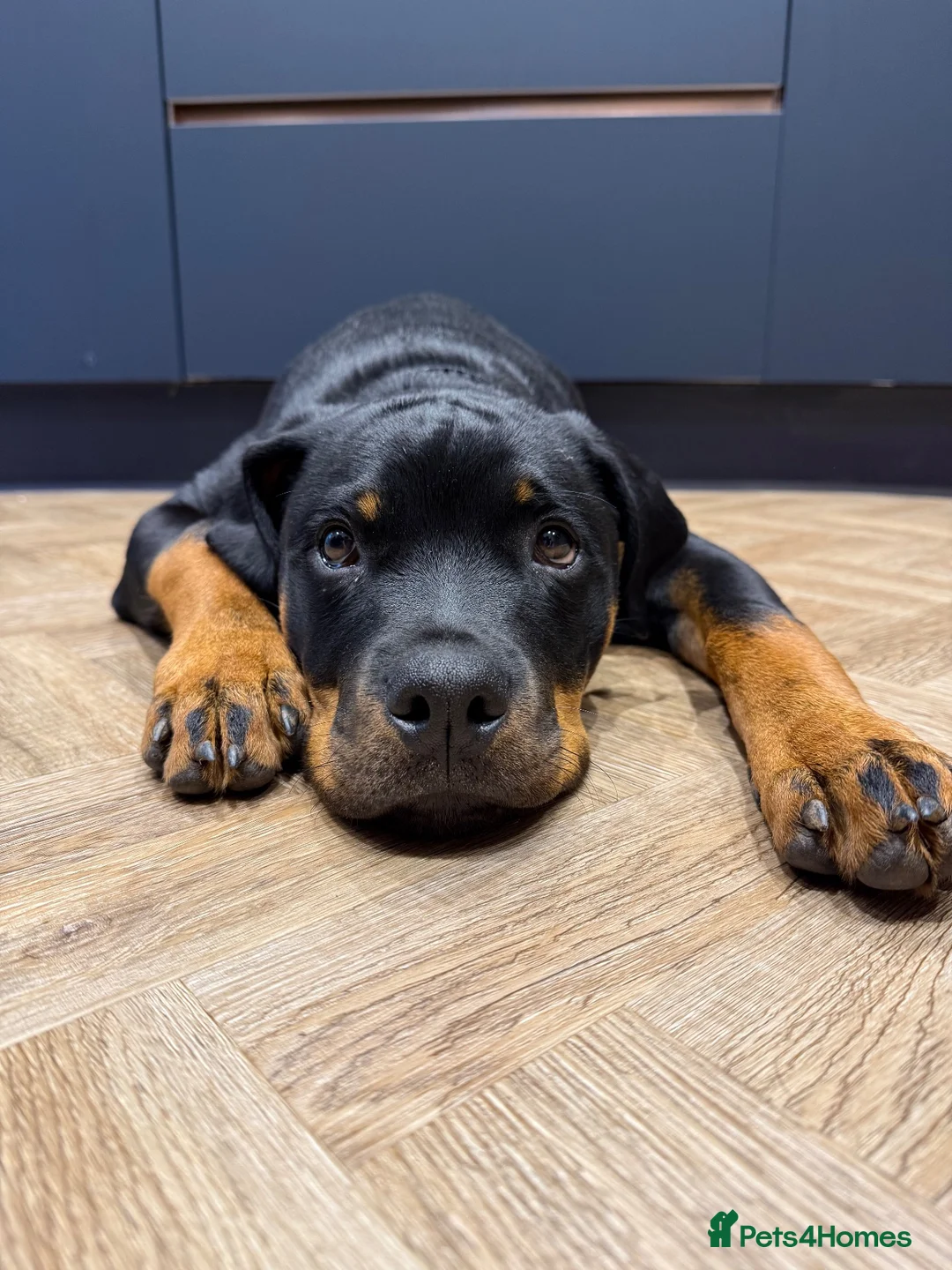Rottweiler dogs for sale: Rottweiler male 6month old - Advert 3