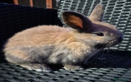 Mini Lop rabbits for sale: ❤️🐰READY NOW! 2 Baby Mini Lop Rabbits Boy & Girl - Image 4