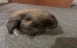 German Lop rabbits for sale: Home bunny - Image 2