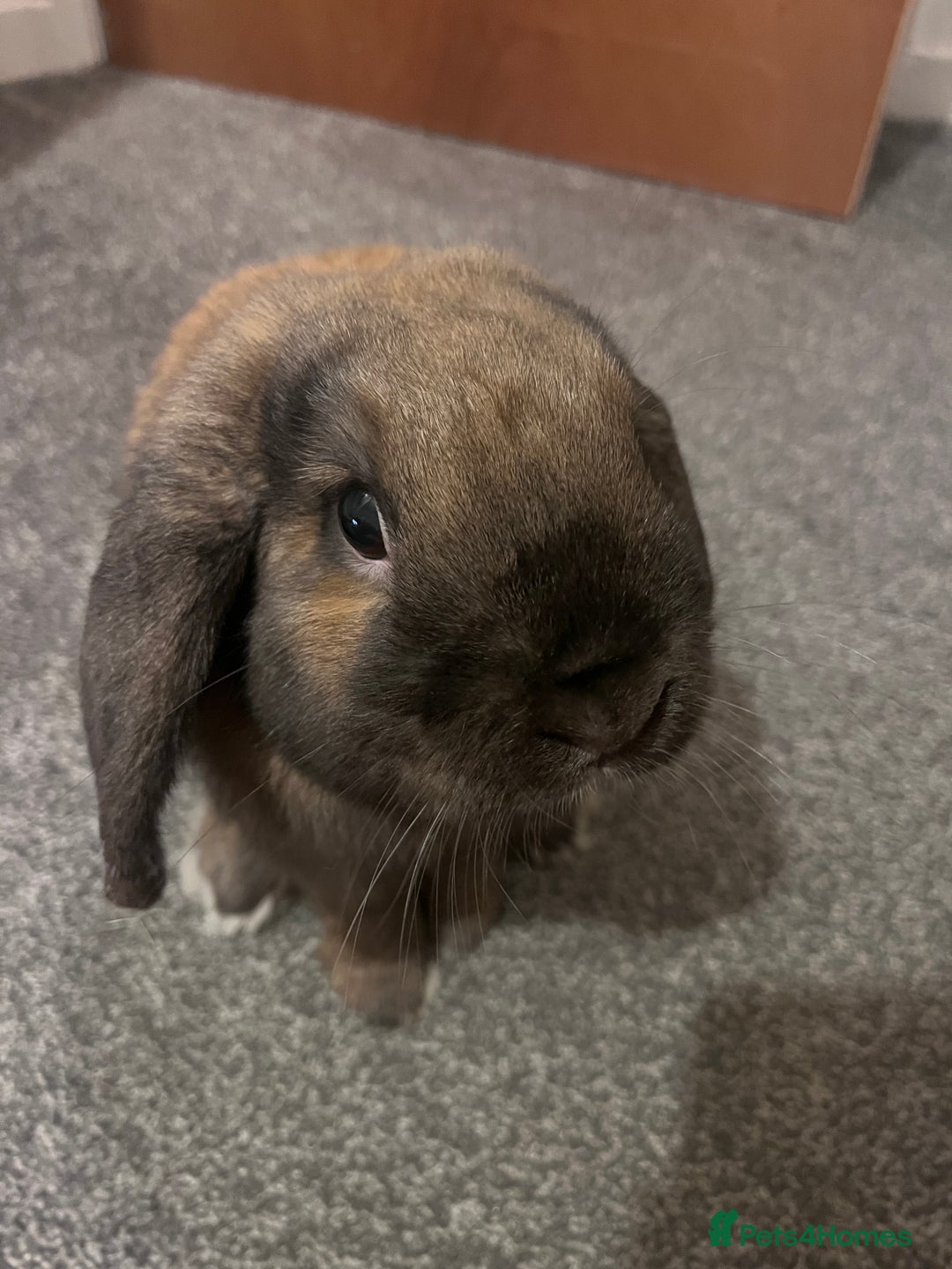 German Lop rabbits for sale: Home bunny - Image 2