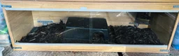 Python Snake reptiles for sale: Adult Male Royal Python & 4ft Setup - Advert 4