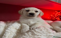 Labrador Retriever dogs for sale: KC, Champion Pedigree ,Extensively Health Tested - Image 1