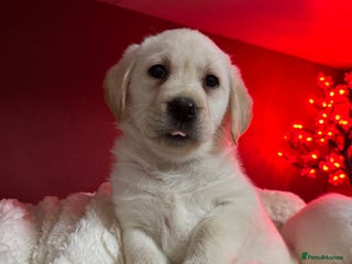 Labrador Retriever dogs KC, Champion Pedigree ,Extensively Health Tested - Advert 2