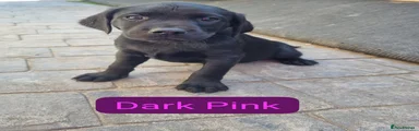 Labrador Retriever Puppy 10