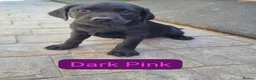 Labrador Retriever dogs for sale: KC BLACK LABRADOR PUPPIES - Advert 19