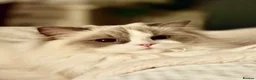 Ragdoll cats for sale: ✨🏆Pedigree, health clear . Ragdoll Kittens ✨🏆 - Advert 13