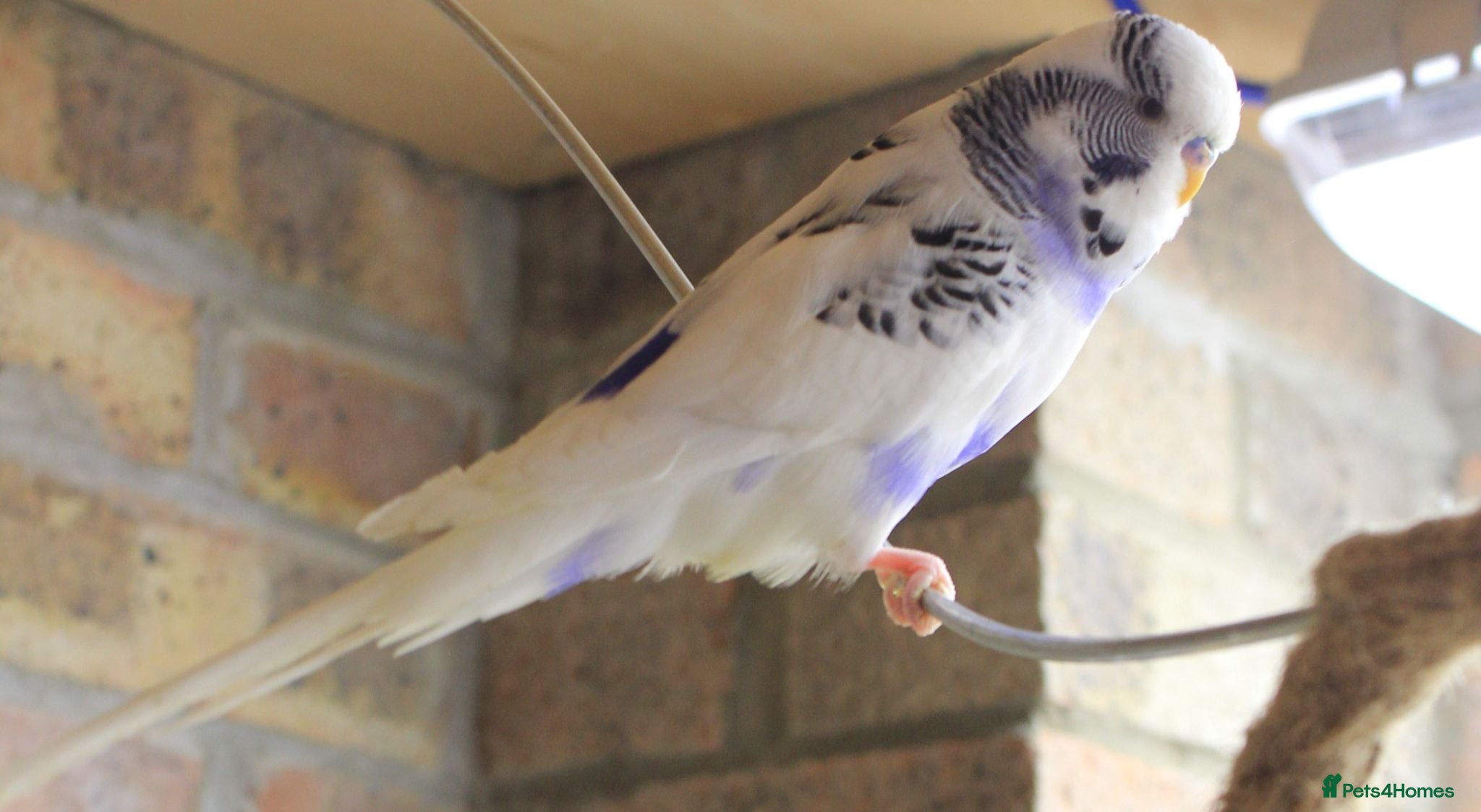 Budgerigars birds Budgies  - Advert 4