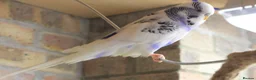 Budgerigars birds for sale: Budgies  in Sleaford - Advert 1