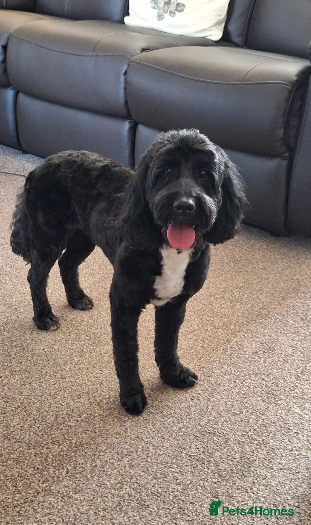 Cockapoo dogs for sale: Beautiful cockapoo puppies  - Advert 13