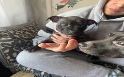 Staffordshire Bull Terrier dogs for sale: Last female Staffy looking for forever home - Image 2
