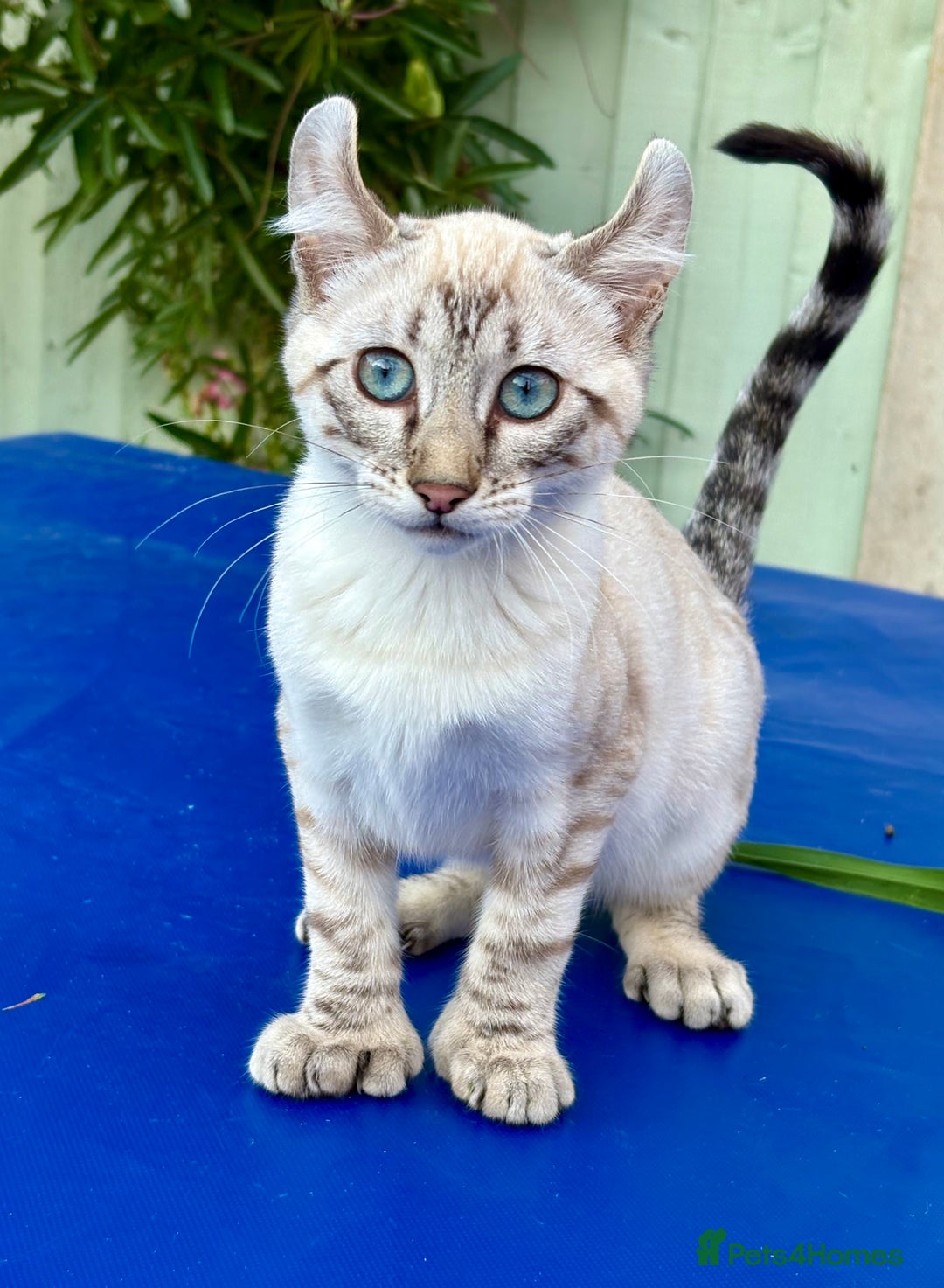 Keetso cats for sale: Wild looking polydactyl curled eared snow leopard  - Image 8