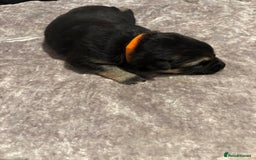 Mixed Breed dogs for sale: Beautiful German shepherd puppies for sale  - Image 5