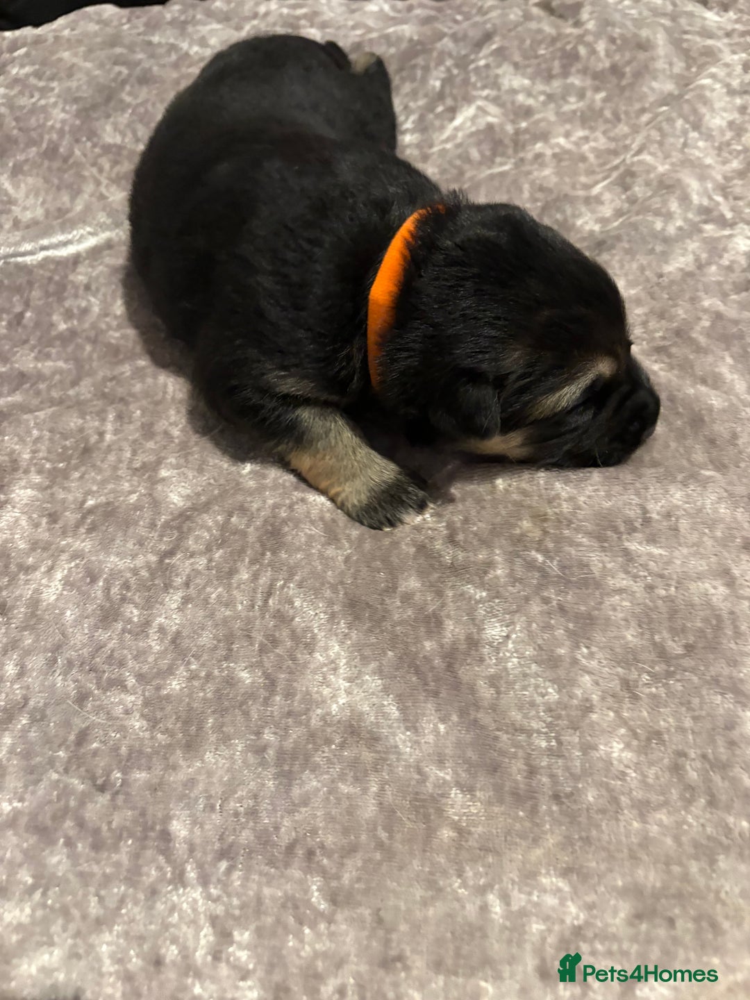 Mixed Breed dogs for sale: Beautiful German shepherd puppies for sale  - Image 5