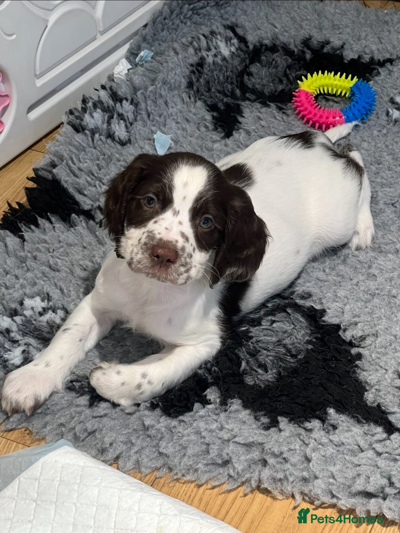 English Springer Spaniel dogs HEALTH TESTED QUALITY ENGLISH SPRINGER SPANIELS  - Advert 1