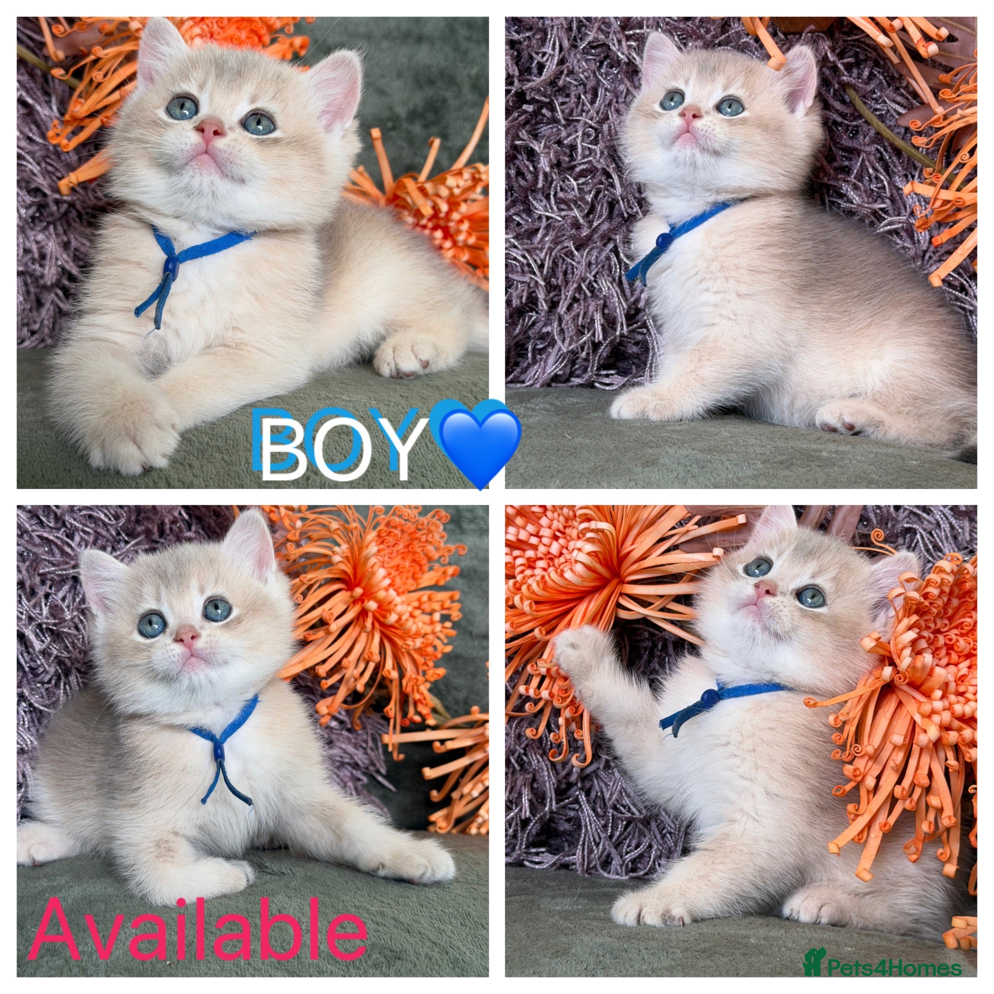 British Shorthair cats British shorthair adorable Blu golden GCCF kitens - Advert 1