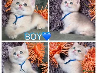British Shorthair cats British shorthair adorable Blu golden GCCF kitens - Advert 1
