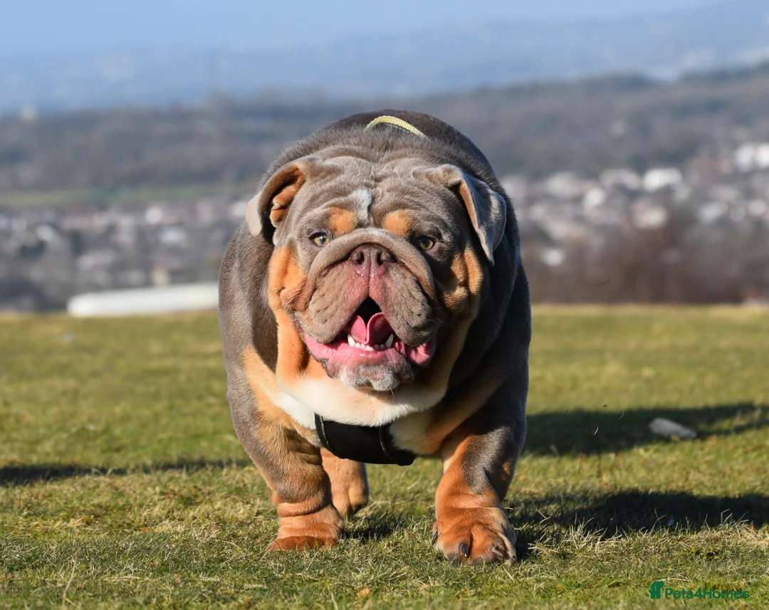 English Bulldog dogs for stud: TYSON OPEN FOR STUD in Birmingham - Advert 3
