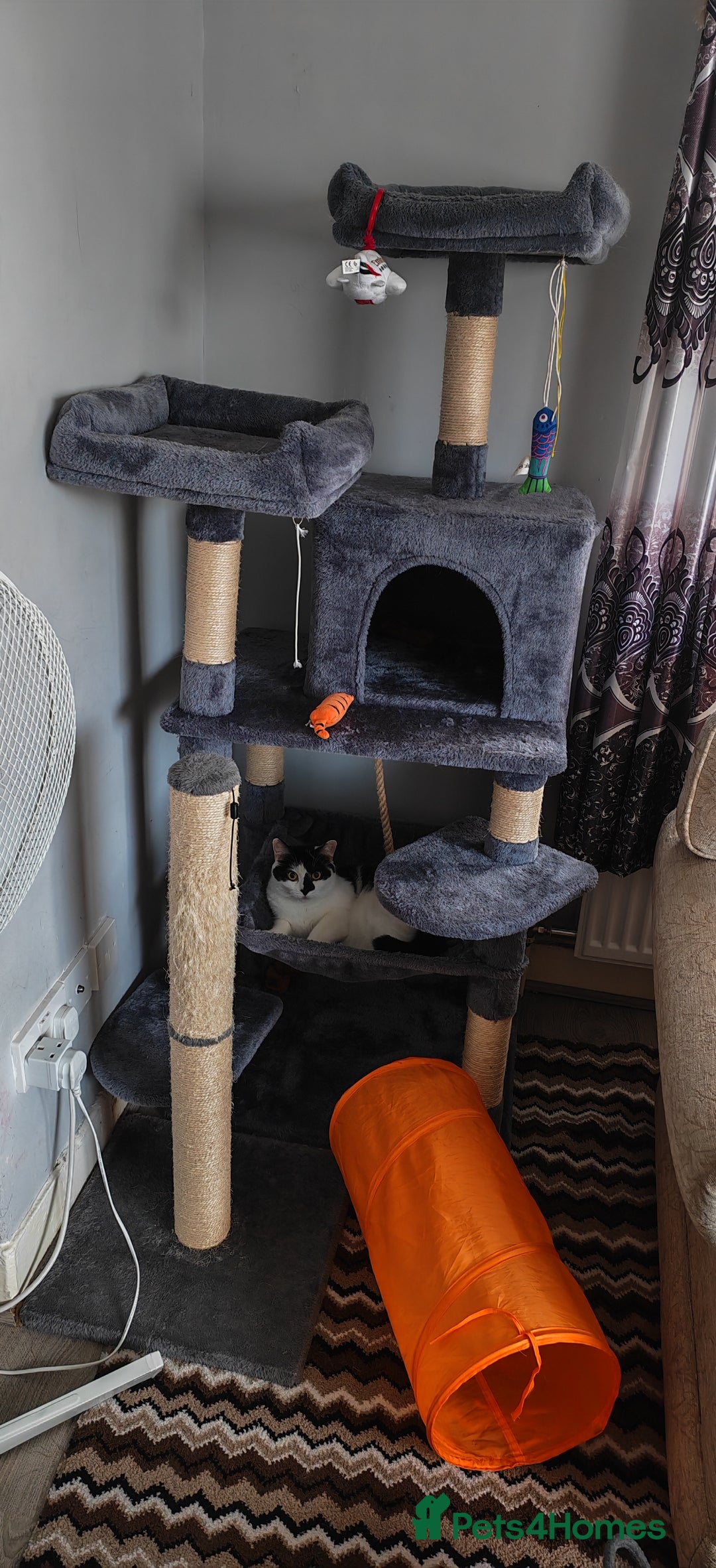 Domestic Shorthair cats for sale: Cat looking for new home - Image 6