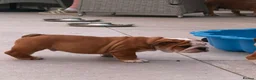 English Bulldog dogs for sale: Stunning Red & White Boy - Advert 3