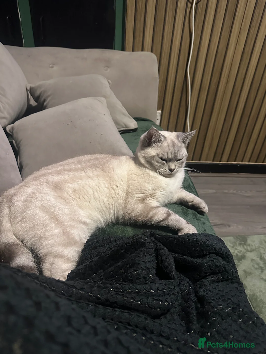 Maine Coon cats for sale: Maine coon X bsh - Advert 6