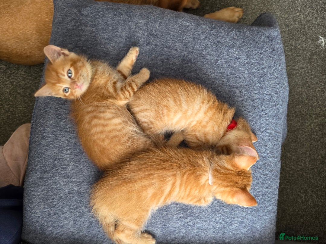 Mixed Breed cats for sale: 4 BEAUTIFUL KITTENS  - Image 10