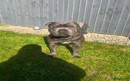 Staffordshire Bull Terrier dogs for stud: DELAMERES BLU THUNDER - Sully in Newton-le-Willows - Image 8