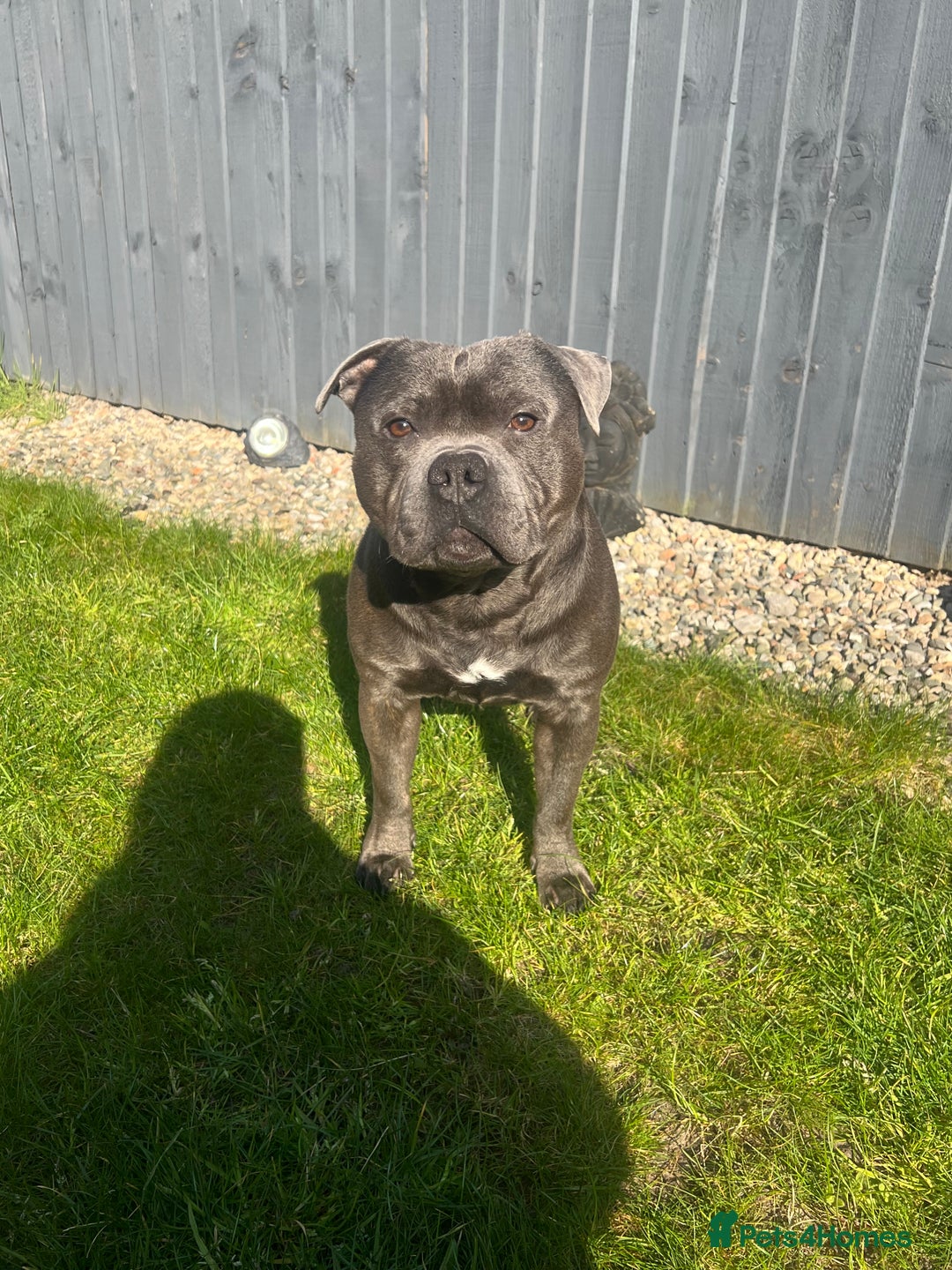 Staffordshire Bull Terrier dogs for stud: DELAMERES BLU THUNDER - Sully in Newton-le-Willows - Image 8