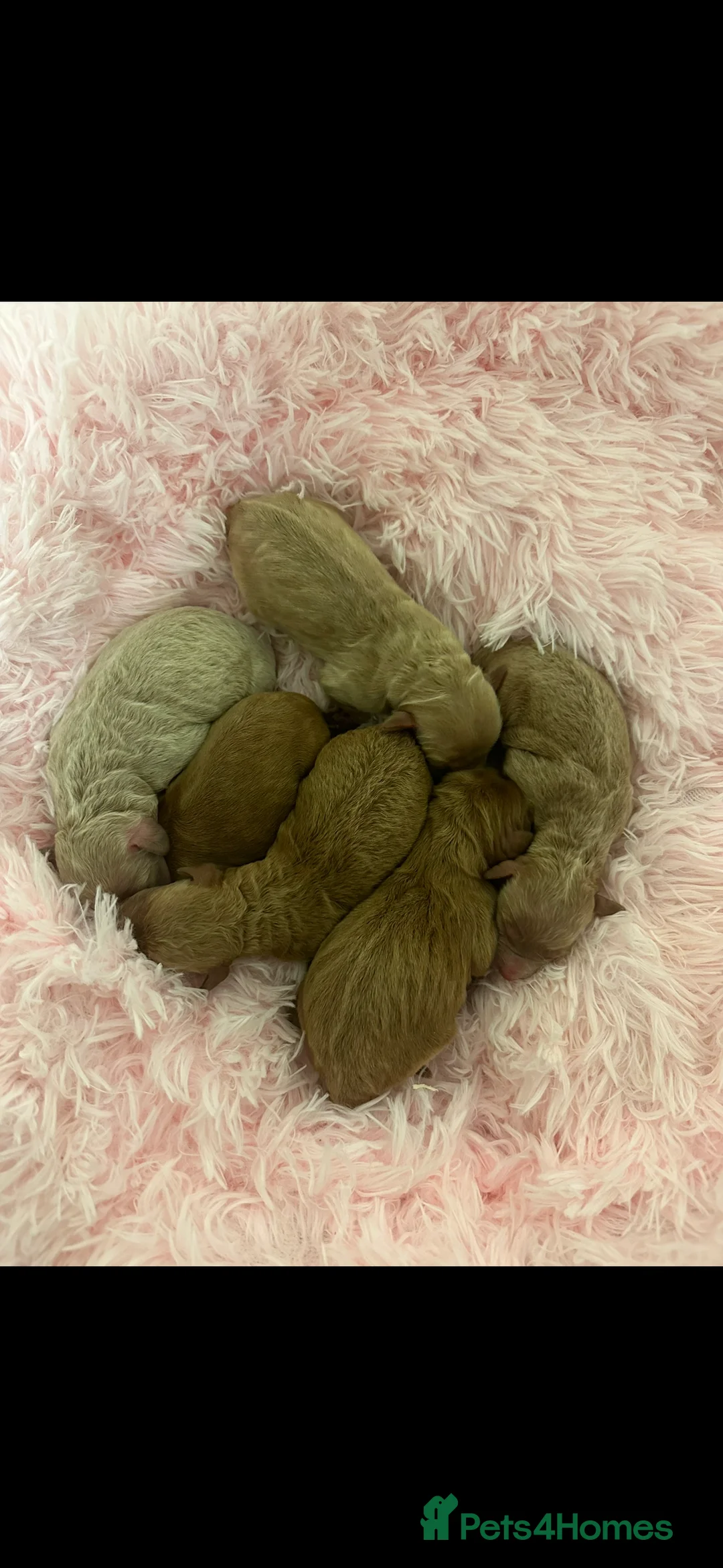 Miniature Poodle dogs for stud: HALF SVK IMP MINIATURE POODLE 🧬270+ health checks in Pickering - Advert 13