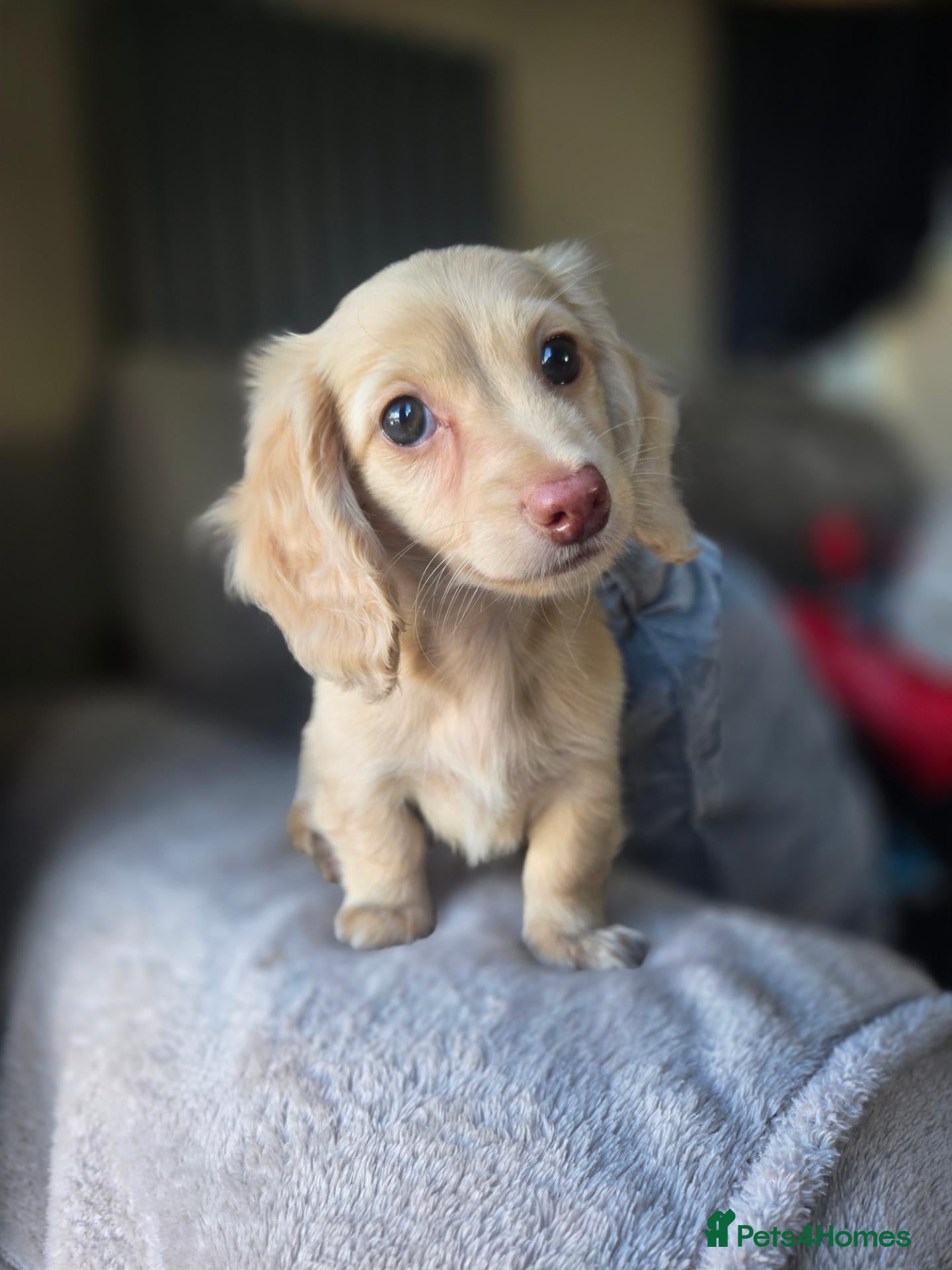Miniature Dachshund dogs ❤️KC registered miniature dachshund puppies❤️ - Advert 8