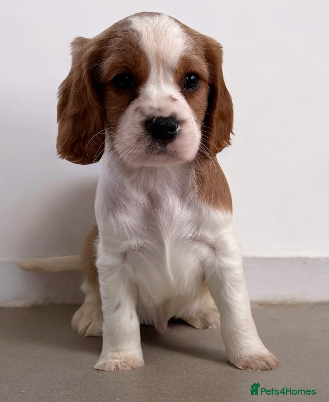 Cavapoo dogs for sale: F1 Cavapoo Puppy’s!  - Advert 13