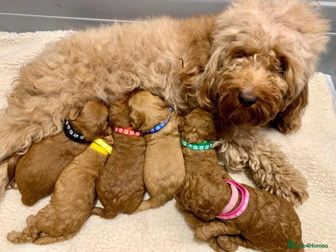 Miniature Poodle dogs for stud: Extensively Health Tested Deep Red Mini Poodle in Mansfield - Image 13