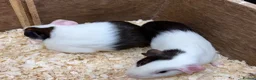 Guinea Pig rodents for sale: A pair of sisters - Dutch golden agouti - Advert 8