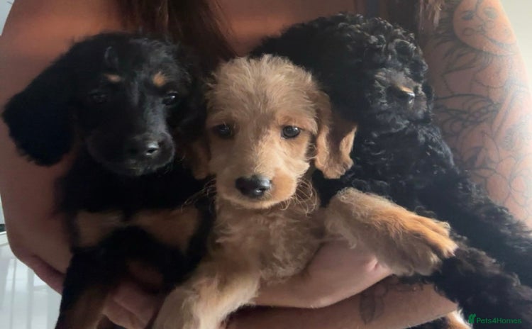 Labradoodle dogs - Advert 1