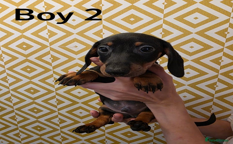 Dachshund dogs - Advert 3