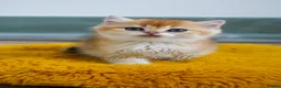 British Longhair cats for sale: TICA Exceptional Pedigree Golden British Kittens - Advert 25