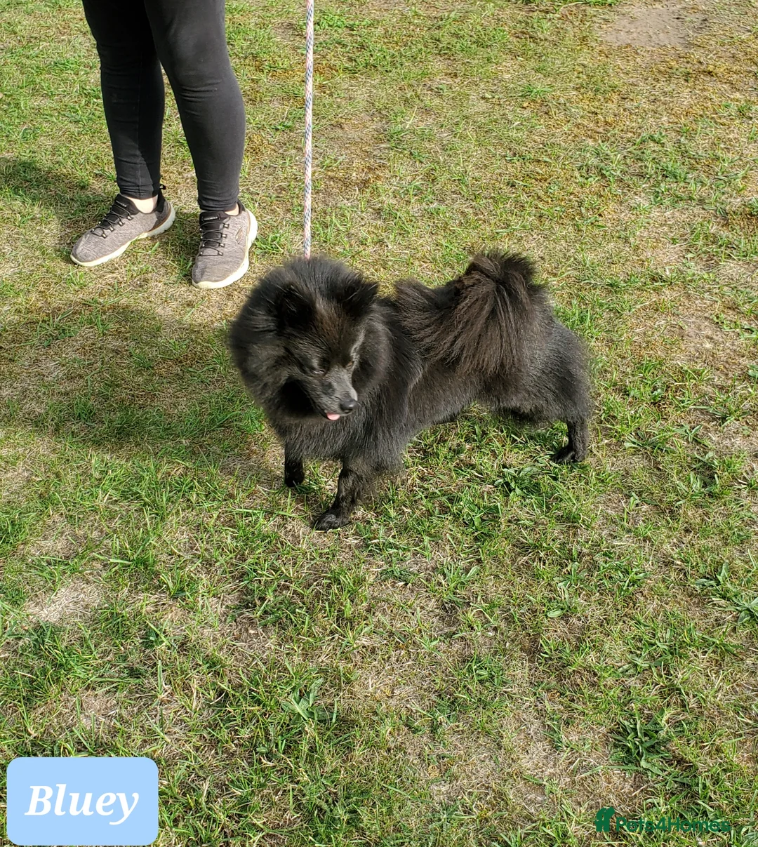 German Spitz dogs for sale: Beautiful Bluey Looking for Loving Home - Advert 14