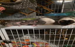 Rat rodents for sale: Trio of ratty boys - Image 1