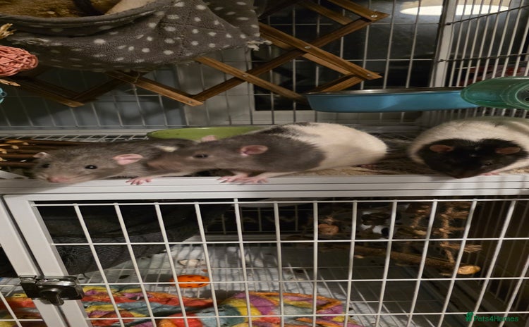 Rat rodents - Advert 4
