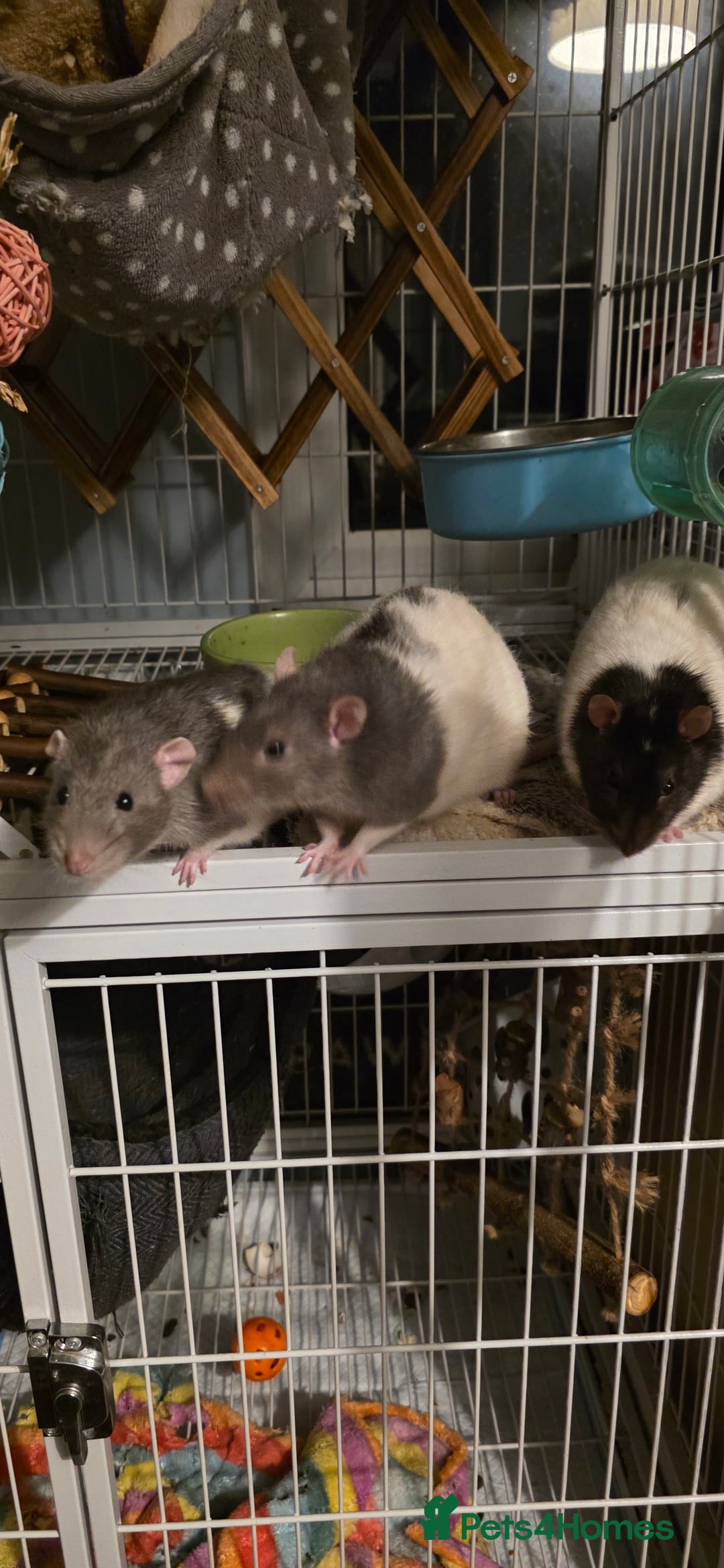 Rat rodents for sale: Trio of ratty boys - Image 1