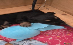 Sheprador dogs for sale: Beutiful male shepradors  - Advert 5