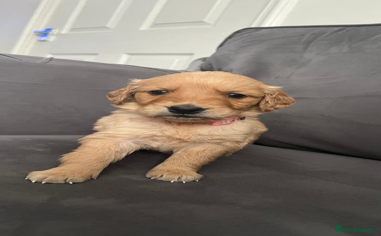 Golden Retriever dogs - Advert 15