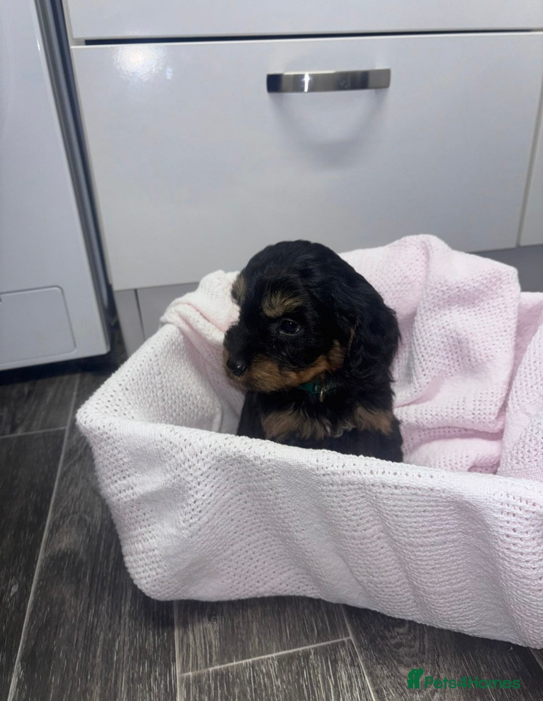 Cockapoo dogs for sale: 3 remaining Adorable cockapoo puppies  - Advert 12