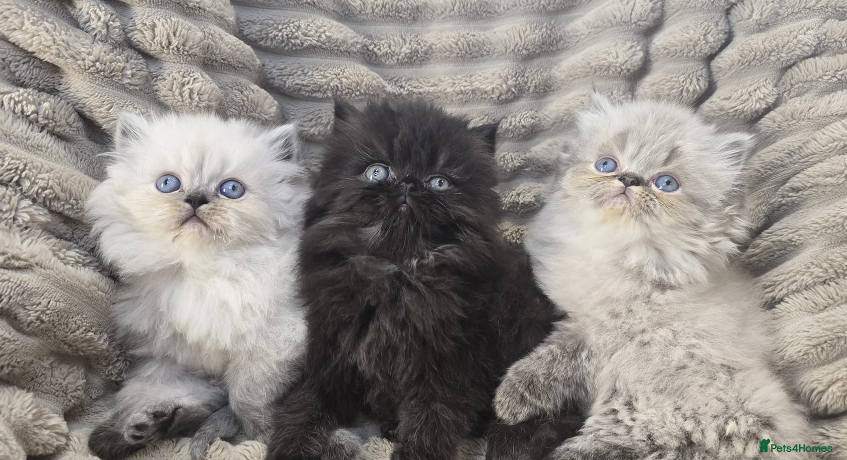 Persian cats Purebred Persian Kittens for Sale  - Advert 1